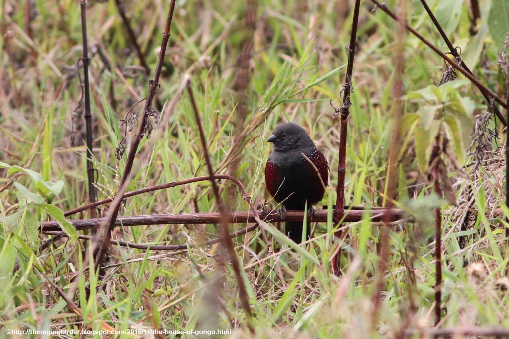 Montane Endemics