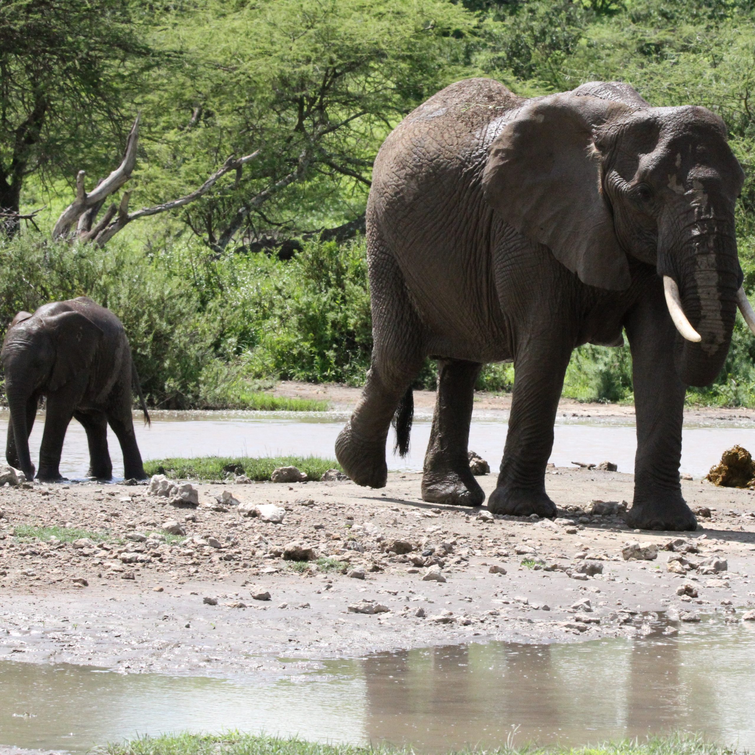 Queen Elizabeth National Park