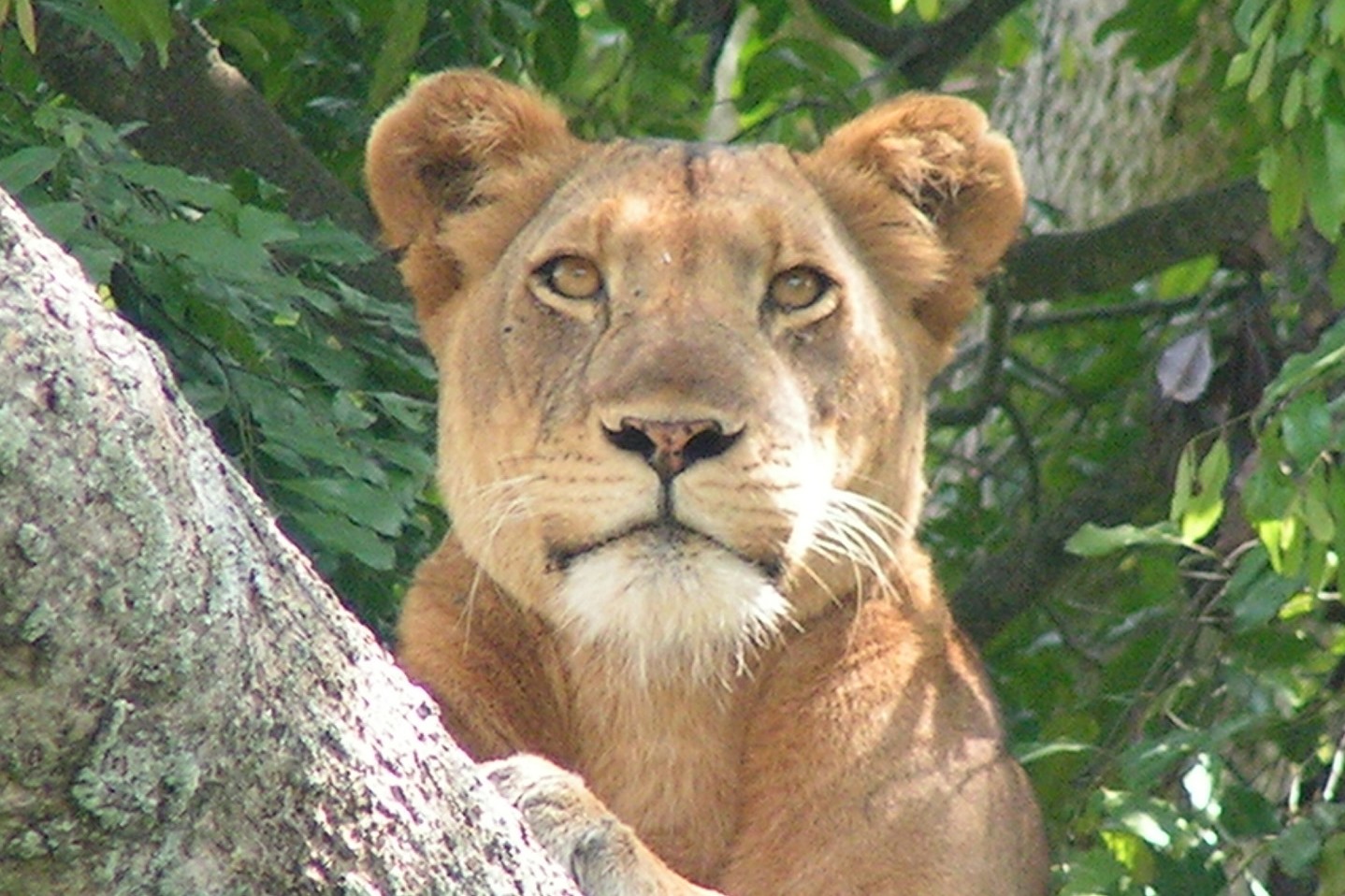 Tree Climbing Lions