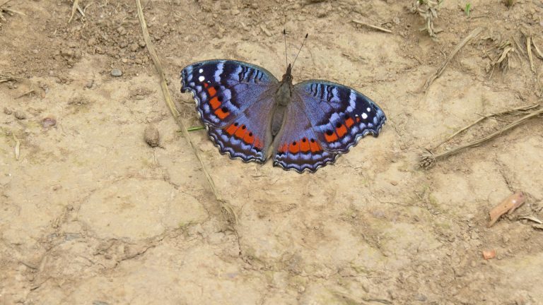 Rwanda Butterflies