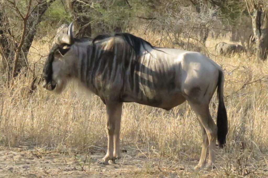 Wildebeest Migration In serengeti National Park.