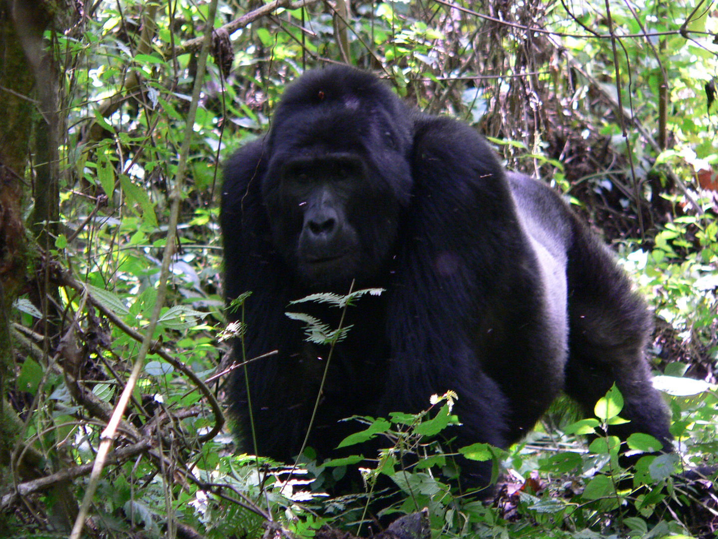 Gorilla tracking and Birding in Uganda