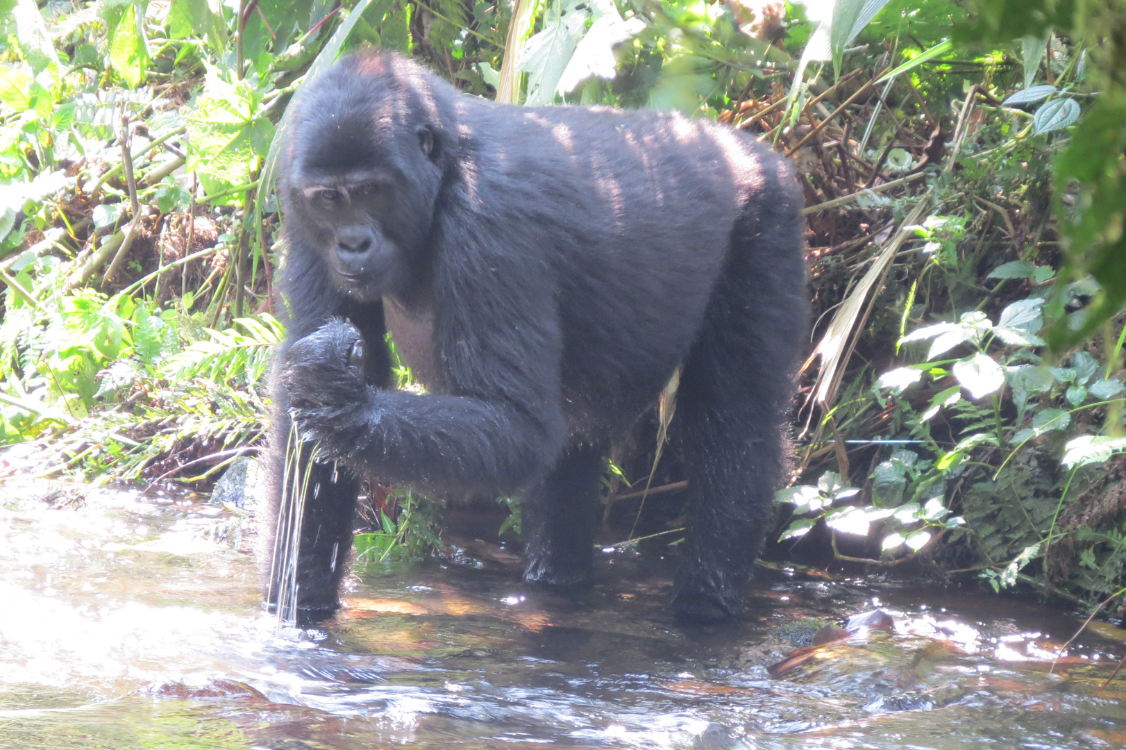 https://rangerafricasafaris.com/?portfolio=fly-in-and-out-to-the-gorillas