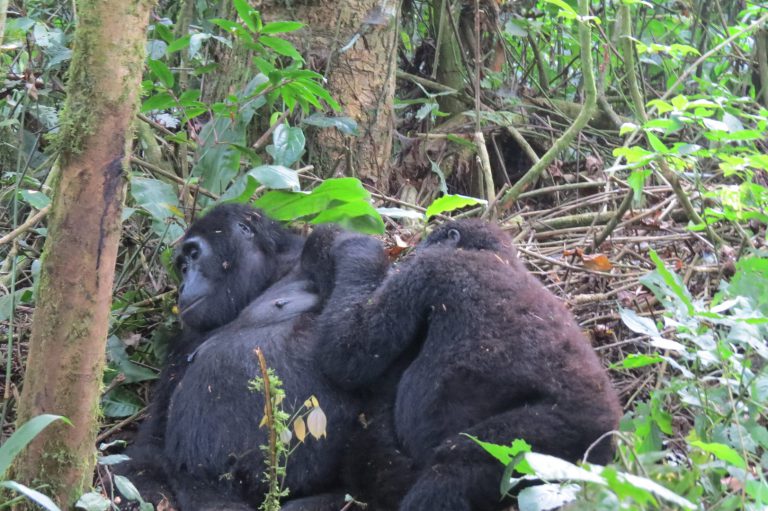 Mountain Gorilla Trips In Congo