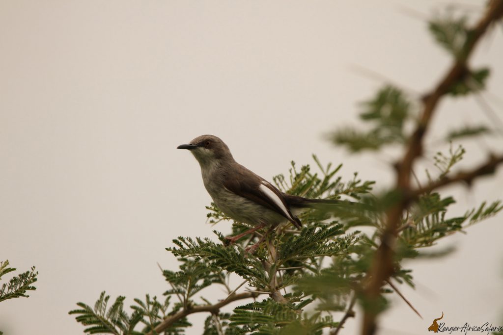 Karamoja Apalis - Endemic Birding Safaris.