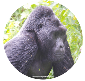 https://rangerafricasafaris.com/gorillas/12-days-gorilla-trekking-experience/