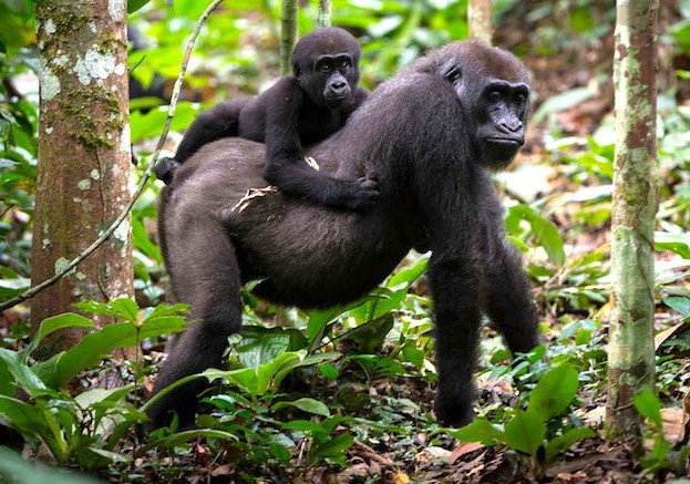 Wildlife and biodiversity of DR Congo