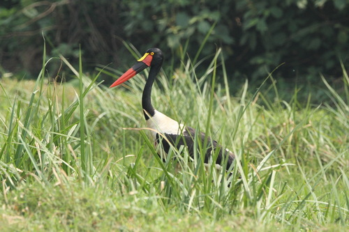 Images of Saddle-billed Stork at Kafue