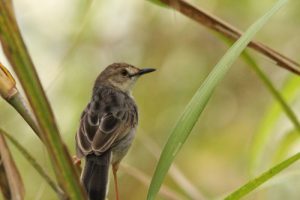 https://rangerafricasafaris.com/?portfolio=birding-tanzania-for-the-endemic-species-in-the-arc-mountains