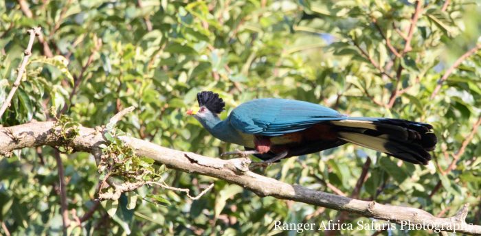 birding trails of the Albertine Region