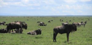 7 days wildebeet migration tanzania