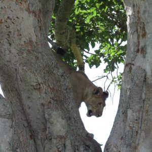 Tree-Climbing Lions for the 12 Days Gorilla and Chimpanzee trekking experiences.