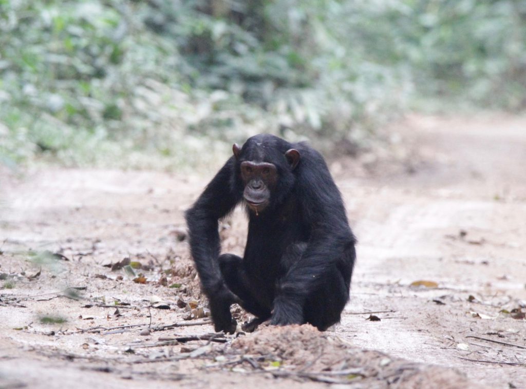 African Trips and Safaris, Chimpanzee