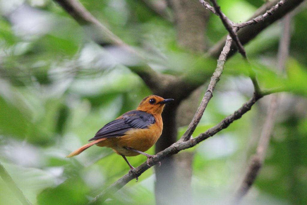 Birding Trails in The Albertine region