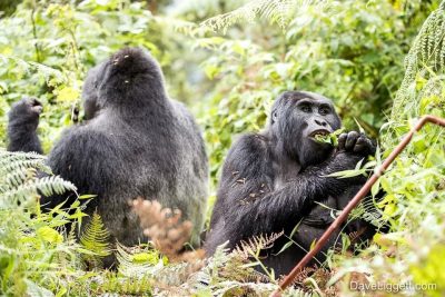 5 Days Gorillas & Golden Monkeys Uganda