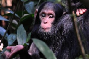 https://rangerafricasafaris.com/gorillas/12-days-gorilla-trekking-experience/